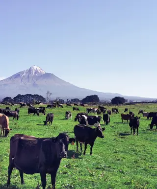 Besteige den Mount Taranaki